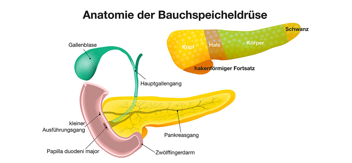 Anatomie der Bauchspeicheldrüse: Kopf, Hals, Körper und Schwanz sowie Gallenblase, Hauptgallengang, Pankreasgang und Zwölffingerdarm